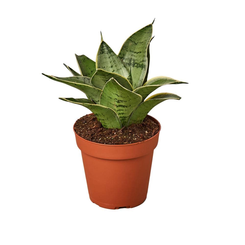 Snake Plant Starlight (Sansevieria trifasciata) Plant in 4 in. Grower ...