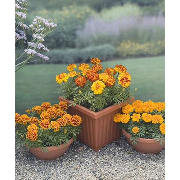 BELL NURSERY 4 in. Bi-Color Marigold Annual Live Plant, Red-Gold Flowers  (Pack of 6) MARIG4BIC6PK