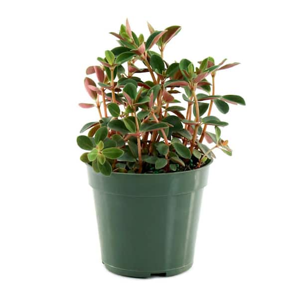 national PLANT NETWORK 6 in. Peperomia Double Duty Plant in Grower Container