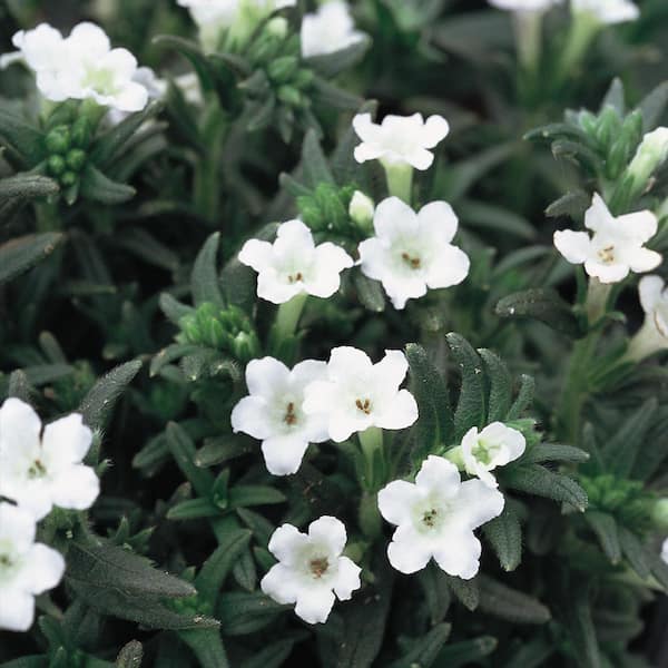 1 Gal. White Lithodora Plant