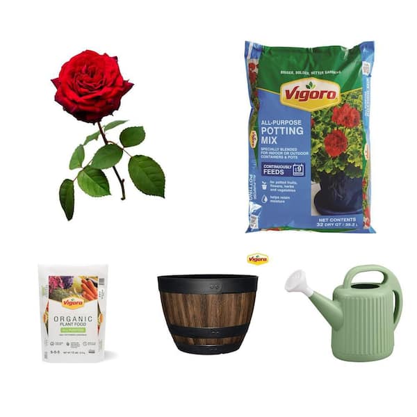 2 Gal. Brindabella Rose, Soil, Food, Planter, Watering Can