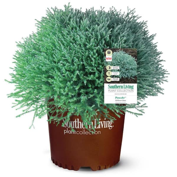 SOUTHERN LIVING 2.5 qt. Pancake Arborvitae (Thuja Occidentalis) Evergreen Shrub with Low-Growing Blue-Green Foliage