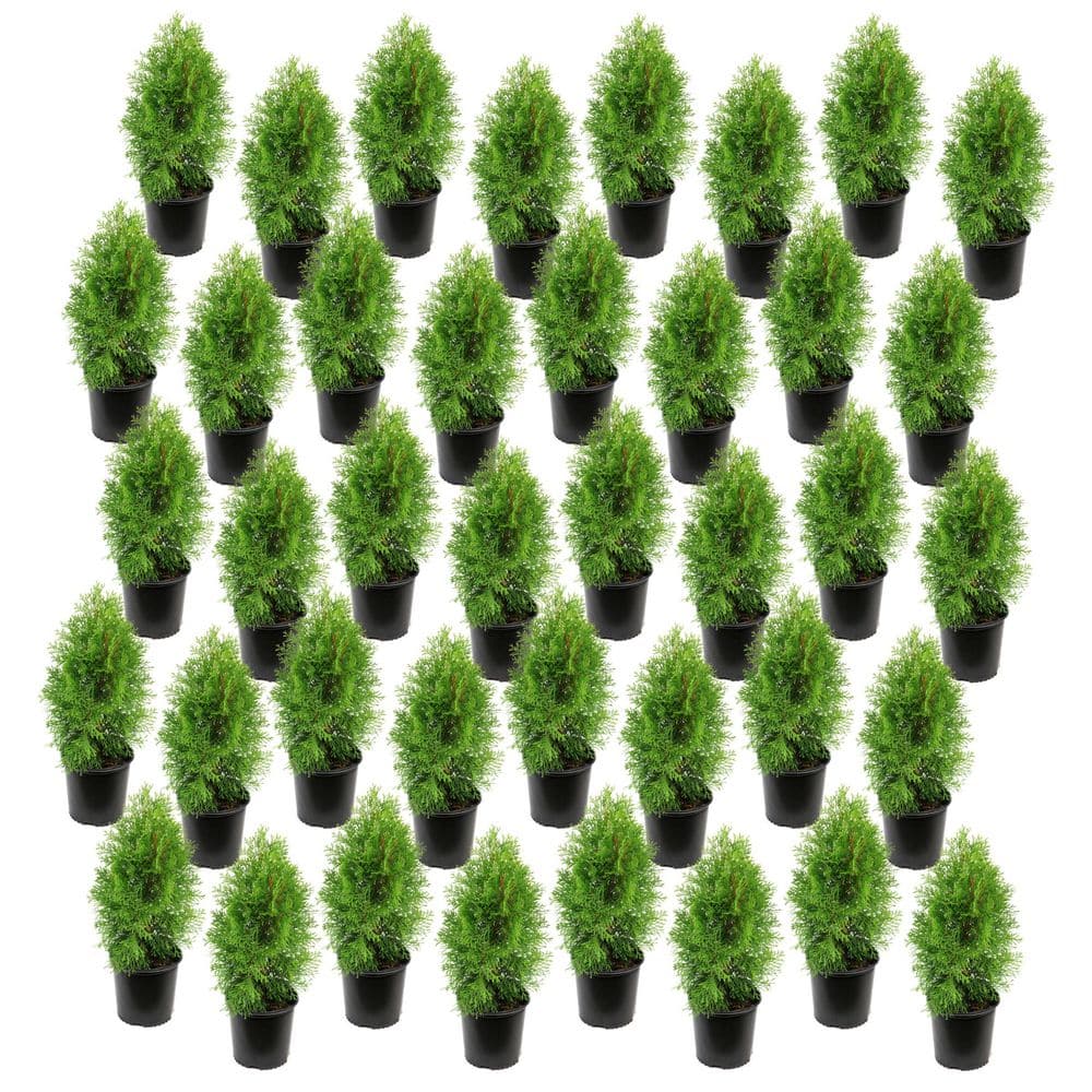 national-plant-network-shrubs-