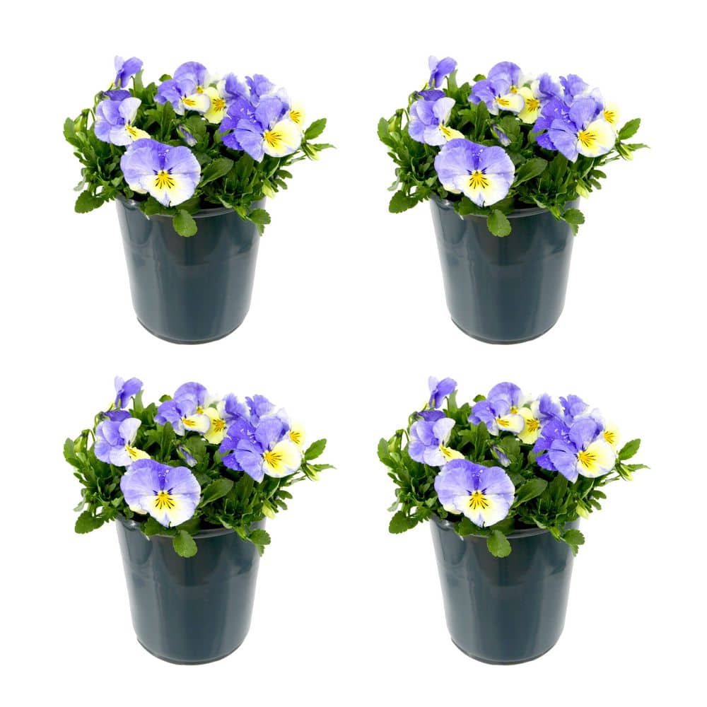 Perennial Viola Halo Lilac 2.5 qt. (4-Pack)