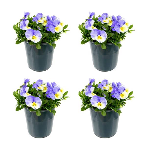 Perennial Viola Halo Lilac 2.5 qt. (4-Pack) 2775 - The Home Depot