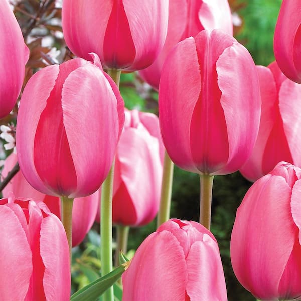 VAN ZYVERDEN Tulip Mammoth Pink Bulbs (1-Pack) 34154 - The Home Depot