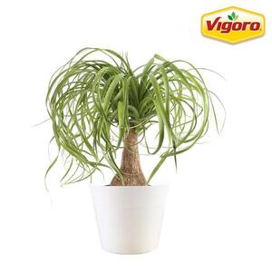 6 in. Ponytail Palm Plant in White Decor Plastic Pot