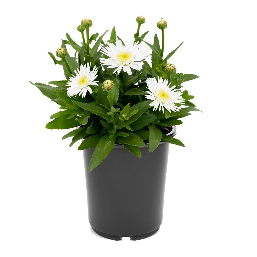 Perennial Leucanthemum Angel Daisy 2.5 qt. (1-Pack)