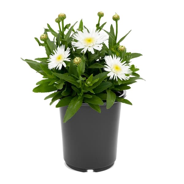Unbranded Perennial Leucanthemum Angel Daisy 2.5 qt. (1-Pack)