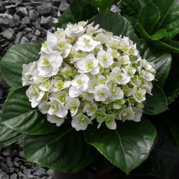 national PLANT NETWORK 4 in. Wedding Gown Hydrangea Shrub with White Flowers (4-Piece)