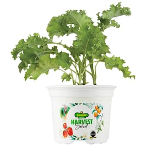 25 oz. Prizm Kale Plant