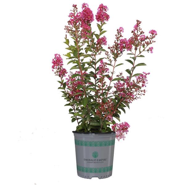 EMERALD EMPIRE 1 Gal. Amethyst King Purple Deciduous Crape Myrtle Tree ...