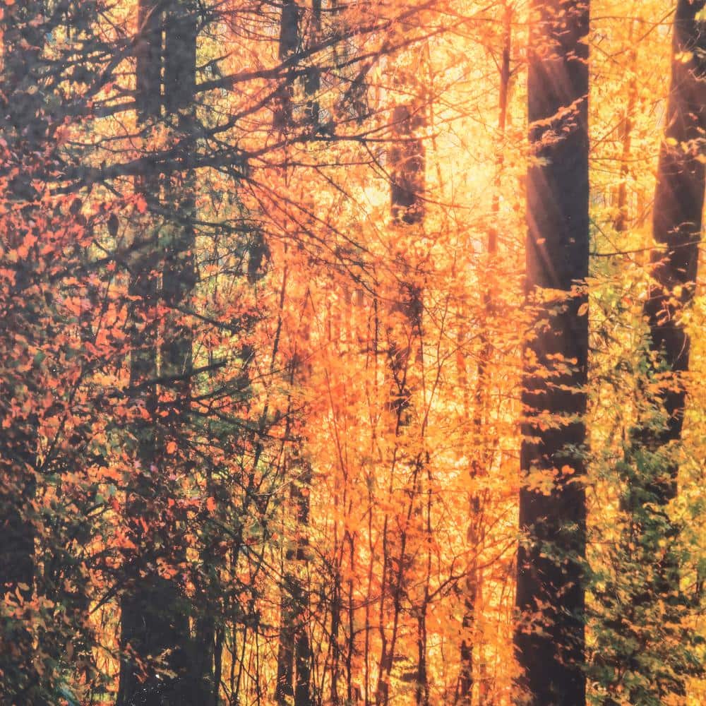 Sunlit Forest Path Framed Glass Landscape Print