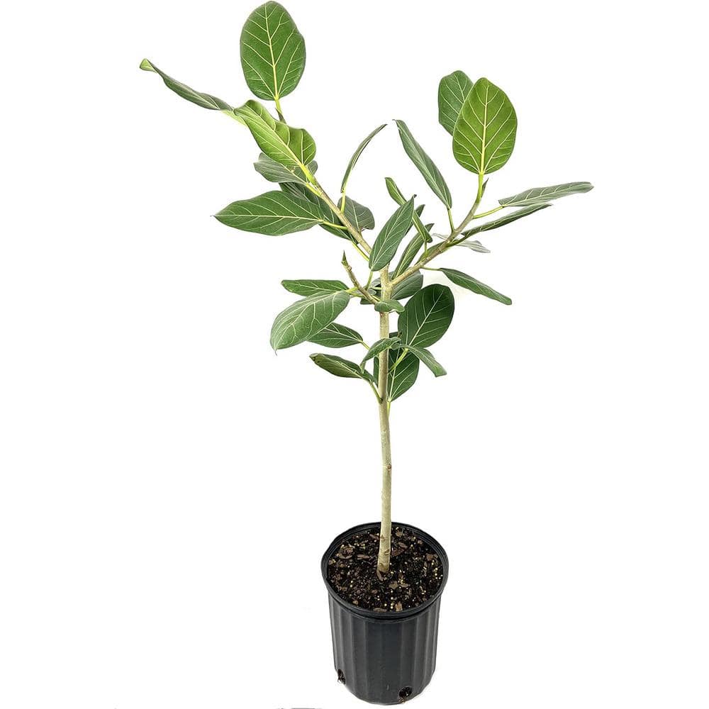 【FICUS】 FICUS plant with pot, bonsai/assorted colors, 5 ½