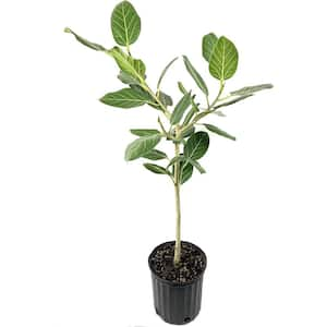 Ficus Audrey Standard-Live Plant in a 10 Inch Pot-Ficus Benghalensis-Beautiful Ornamental Interior Tree