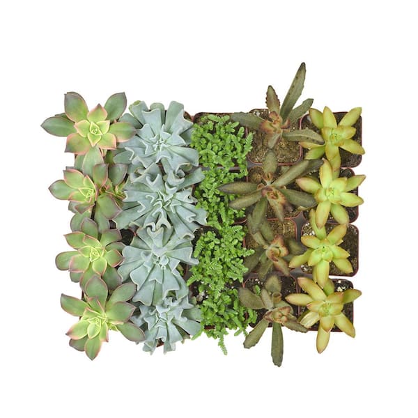 SMART PLANET 2 in. Assorted Mini Succulent (20-Pack)