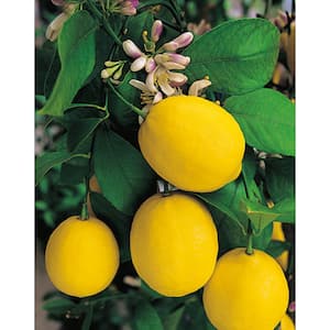 1 Gal. Improved Meyer Lemon Tree Live Tropical Tree with White Flower to Yellow Fruit (1-Pack)