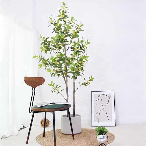 bambus windiger standort Bambus 'Aureosulcata Spectabilis' - Phyllostachys aureosulcata spectabilis main image 0