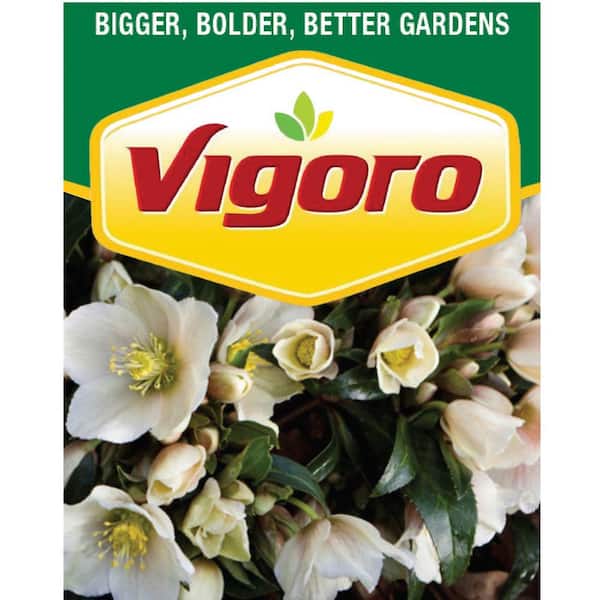 1 Gal. Joker Lenten Rose, White and Pink Early Spring Flowering Hellebore, Perennial Evergreen