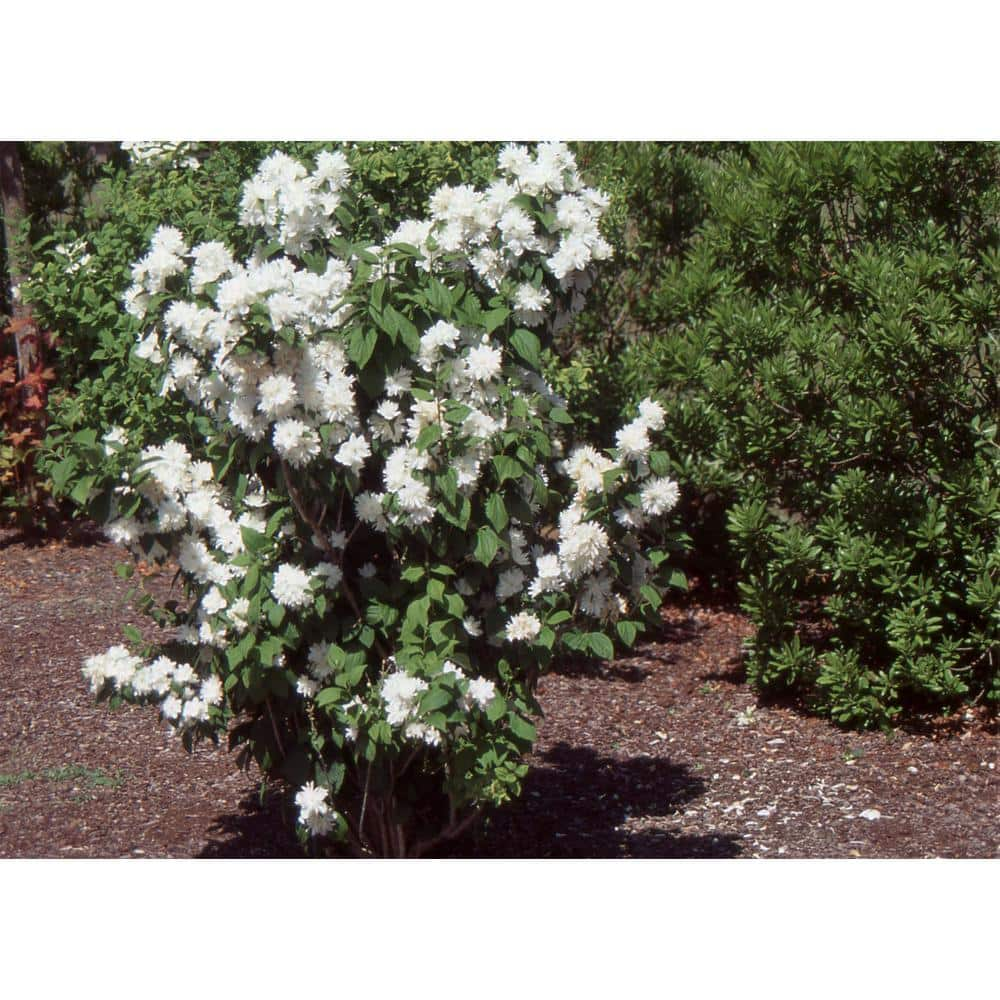 Online Orchards 1 Gal Minnesota Snowflake Mock Orange Shrub SBMO001 ...