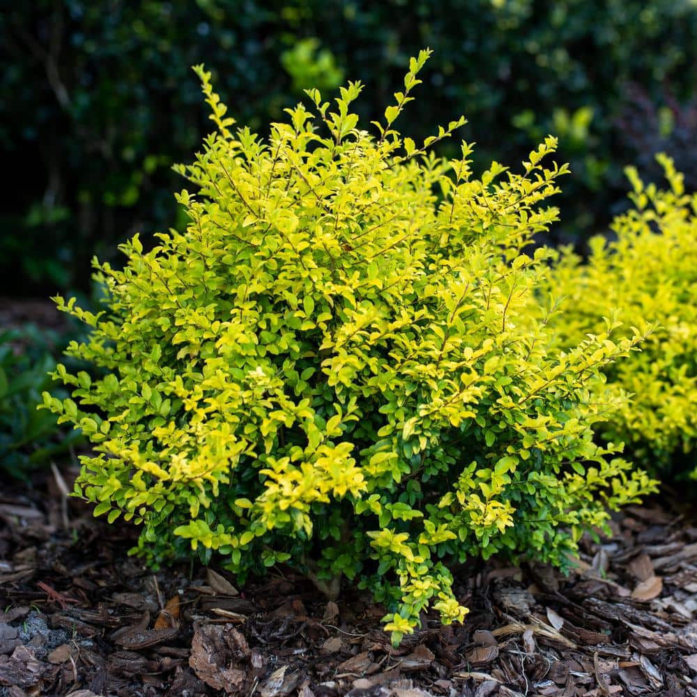 3 Gallon Sunshine Ligustrum Chartreuse Shrub