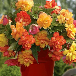 Patio Begonia Golden Balcony With Red Metal Planter, Soil and Growers Pot