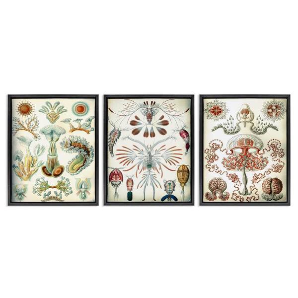 Vintage Microscopic Crustacean by Graffi*tee Studio 3 Piece Black Floater Frame Animal Graphic Art Print 21 in. x 17 in.