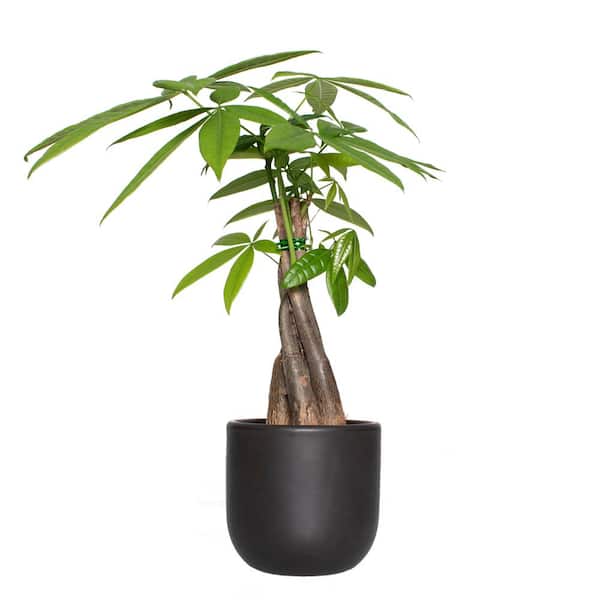 national PLANT NETWORK 5 in. Braided Money Tree Plant in a 4 in. Semi Matte Black Grant Container (1-Piece)