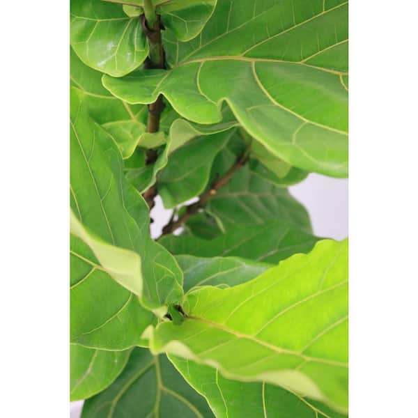 Are Ficus Leaves Bad For Dogs
