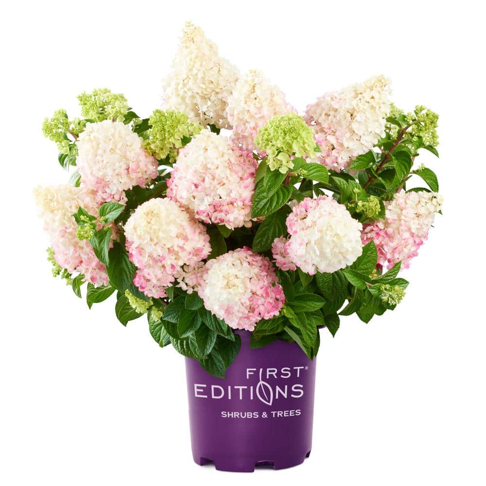 3 Gal. Vanilla Strawberry Panicle Hydrangea Shrub with Pink Flowers price history on PriceWatchPro
