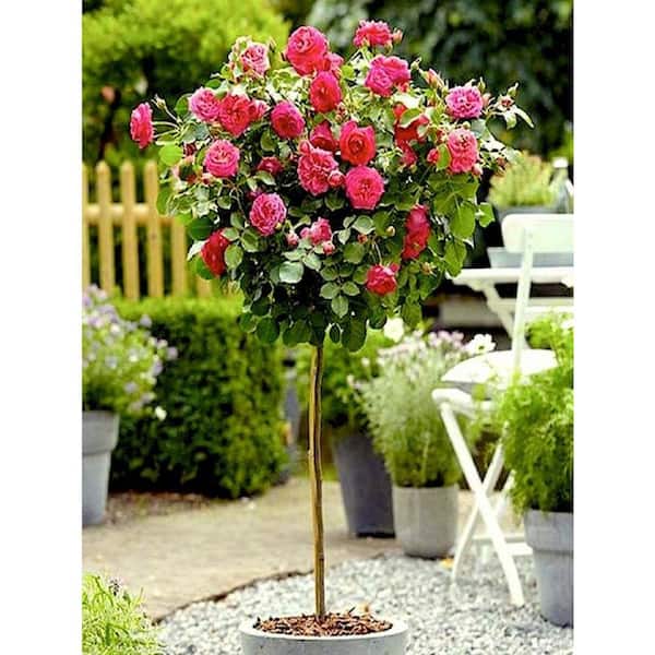 KNOCK OUT 3 Gal. Assorted Double Knock Out Rose Tree with Assorted Color Flowers in 12 in. Knock Out Pot
