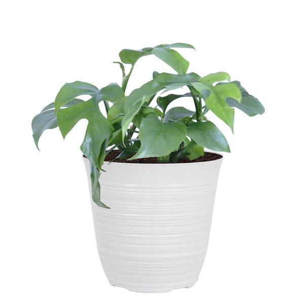 United Nursery Philodendron Ginny Plant Live Mini Monstera in 6 inch White Decor Pot