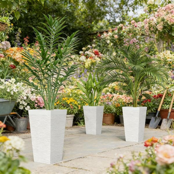 elephant ear plant cost Alocasia California Tropical Foliage Plant - Elephant Ear Plant - Tropical Plants of Florida