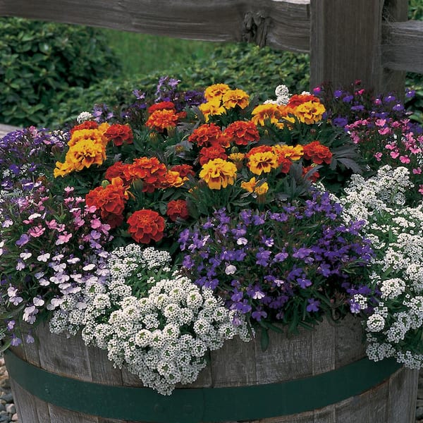 ALTMAN PLANTS 5.5 Gal. Whiskey Barrel Assorted Annual Plant Mix