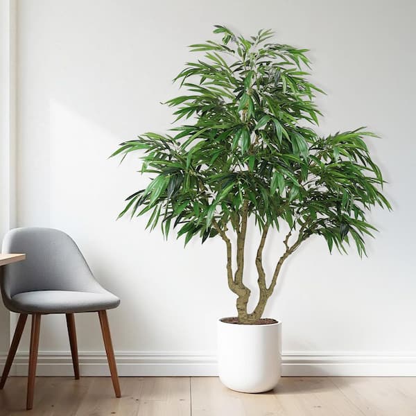 albo monstera for sale Monstera Albo main image 1