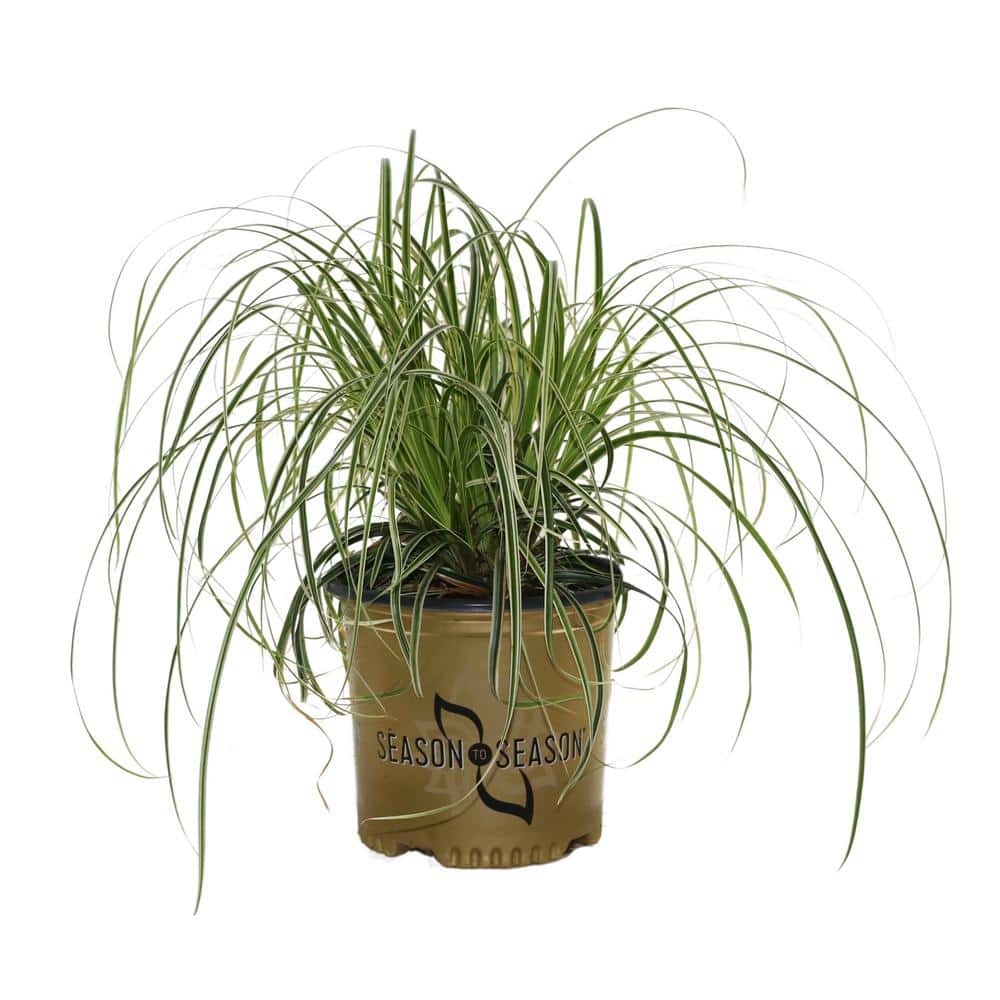 2 Gal. Carex Feather Falls Grass price history on PriceWatchPro
