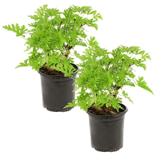 1 gal. Citronella Mosquito Plant with Lavender Flowers (2-Pack)