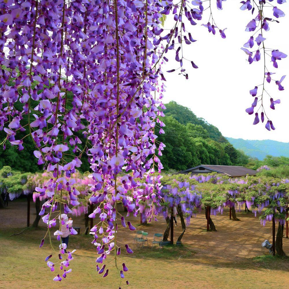 Amethyst Falls Light Purple Wisteria Vine
