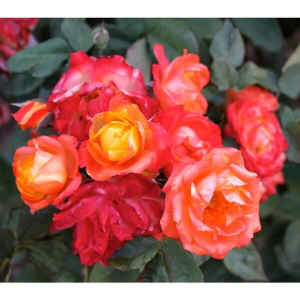 Wekiva Foliage Piñata Climbing Rose Bush-Live Starter Plant in a 4 Inch Pot-Beautiful Roses from Florida-A Colorful Addition