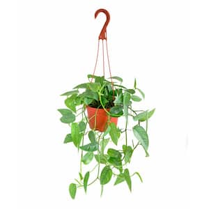 Epipremnum Pinnatum Pothos Cebu Blue, Live Indoor Plant, Easy Care Air Purifying Hanging Houseplant in 6 in. Grower Pot