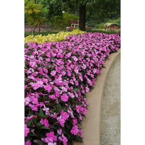 18-Pack Compact Lilac SunPatiens Impatiens Outdoor Annual Plant with Purple Flowers in 2.75 In. Cell Grower's Tray