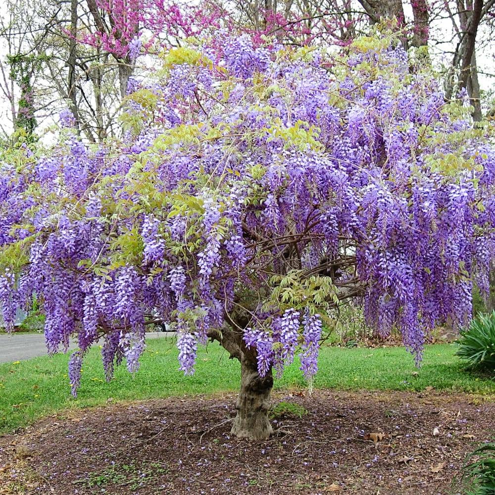 #5 Pot Purple Chinese Wisteria Tree WISASS05G - The Home Depot