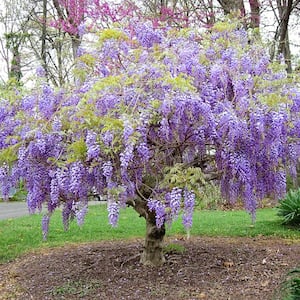 #5 Pot Purple Chinese Wisteria Tree
