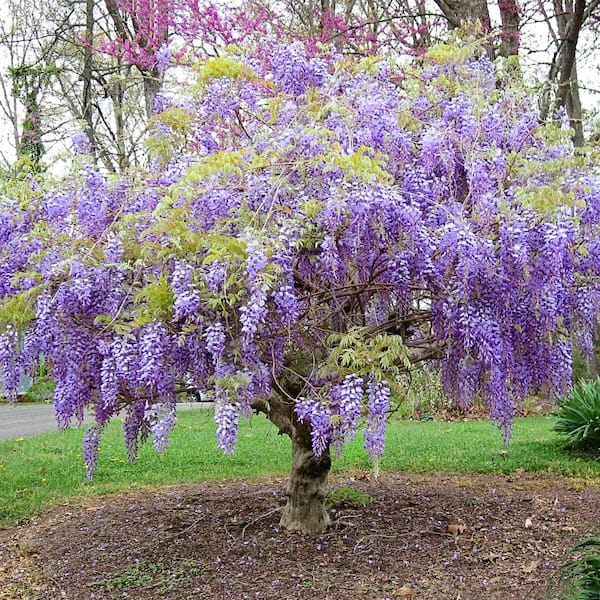 5 Pot Purple Chinese Wisteria Tree WISASS05G - The Home Depot