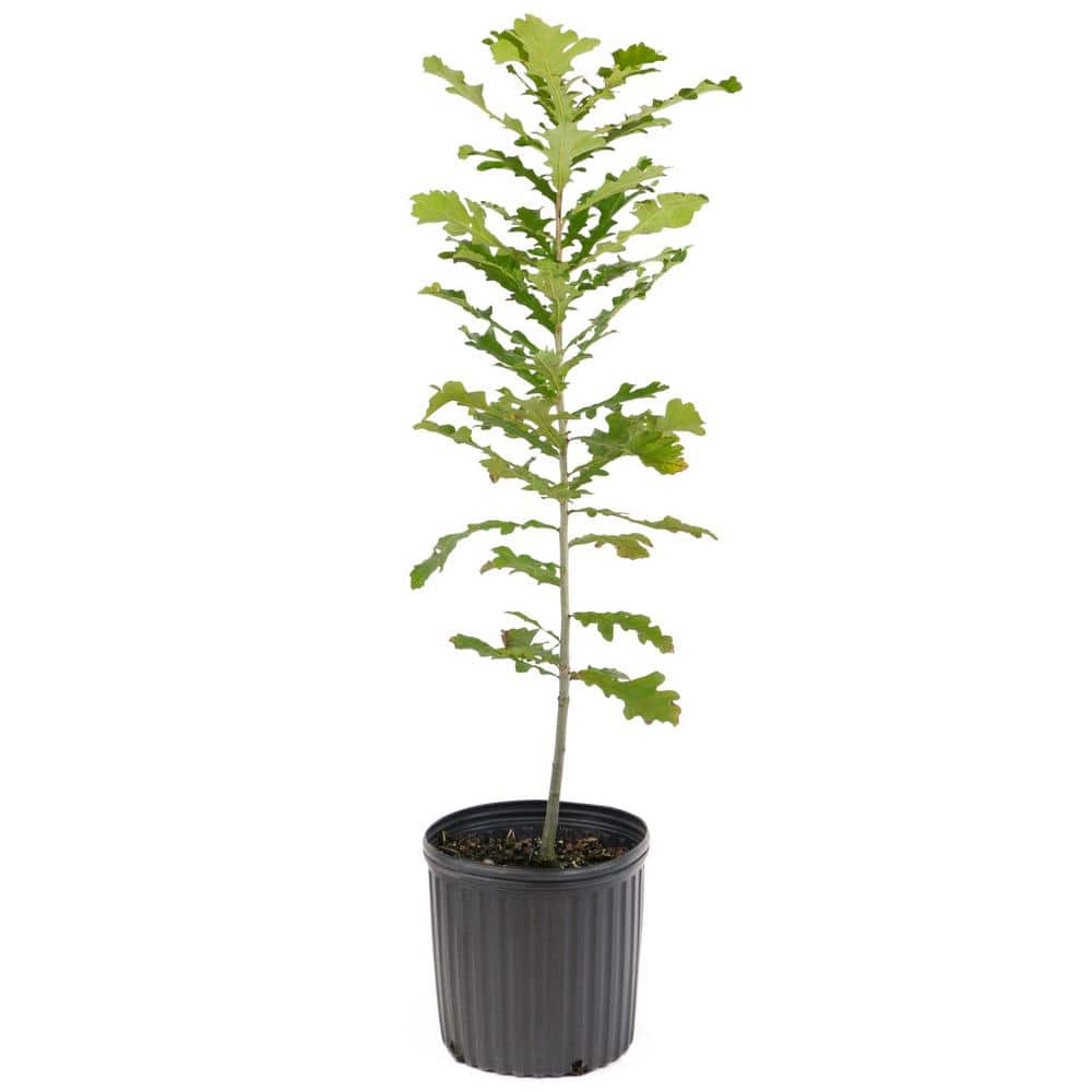 2.25 Gallon Deciduous Bur Oak Tree for Full Sun