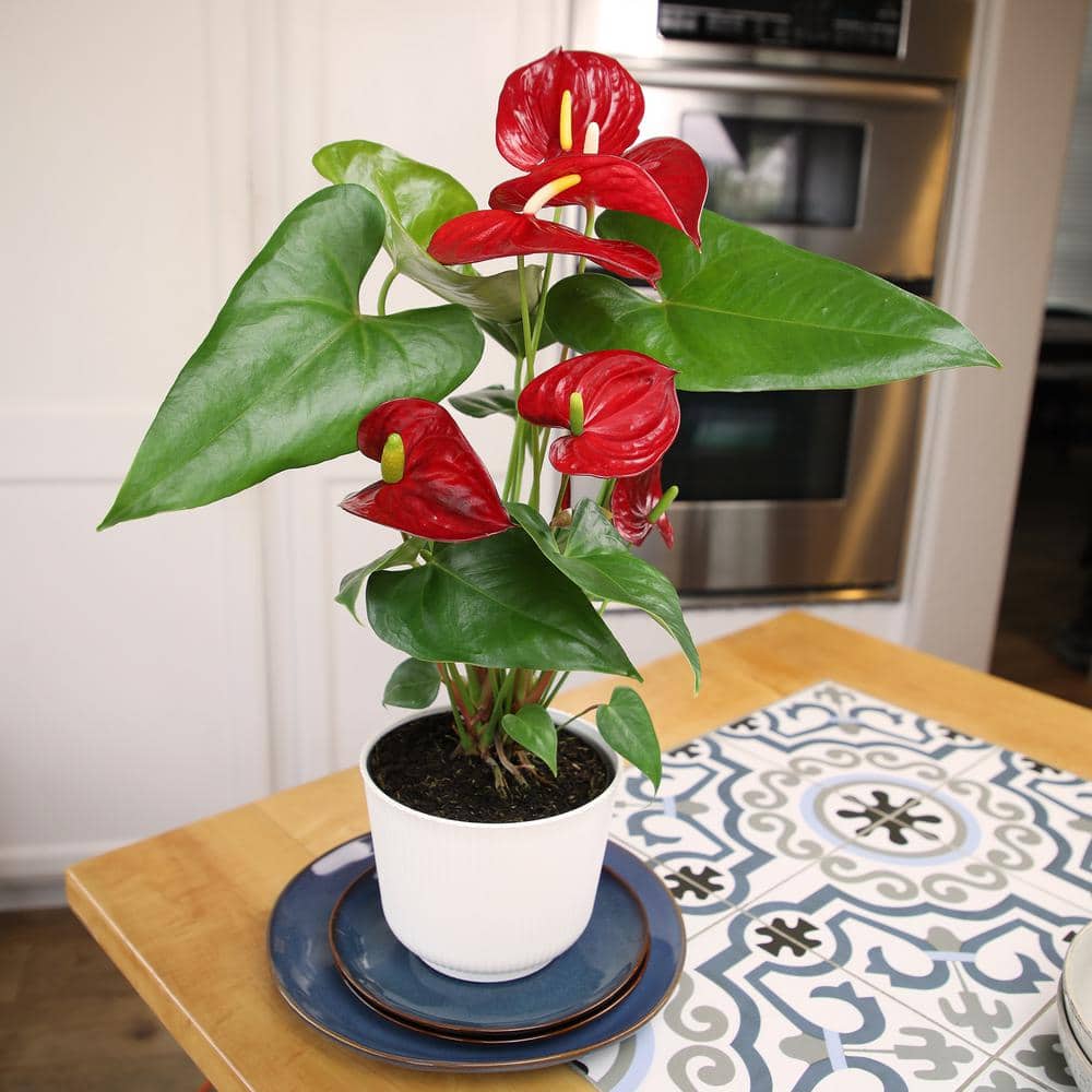 Large Red Anthurium Flamingo Flower in White Planter
