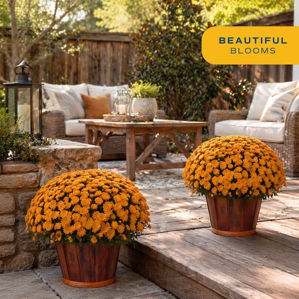 Orange Ready to Bloom Fall Chrysanthemum Outdoor Plant in 3 qt. Bushel Barrell, Avg.Shipping Height 1-2 ft. (2-Pack)