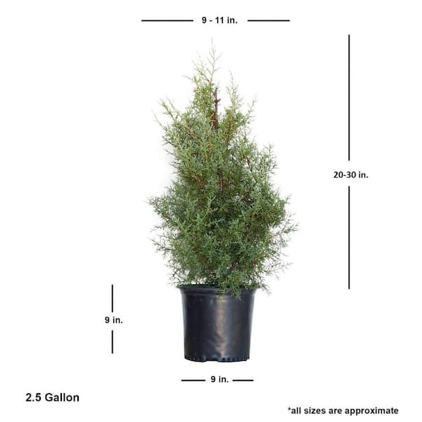 FLOWERWOOD 2.5 Gal. Carolina Sapphire Arizona Cypress (Cupressus
