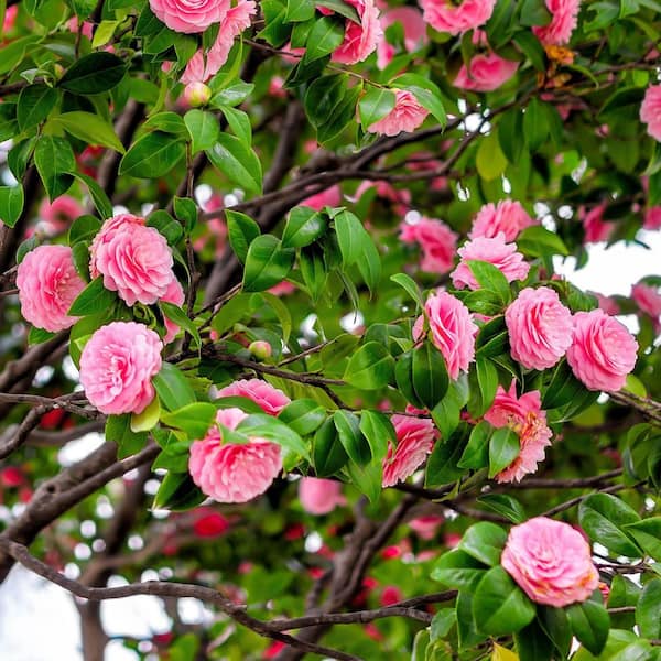 national PLANT NETWORK 1 gal. Camellia Pink Perfection Live Shrub