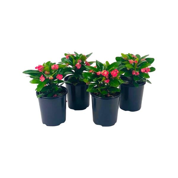 Pure Beauty Farms 2.5 Qt. Crown of Thorns Plant Pink Flowers in 6.33 In. Grower's Pot (4-Plants)